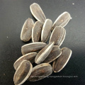 black shelled striped sunflower seeds